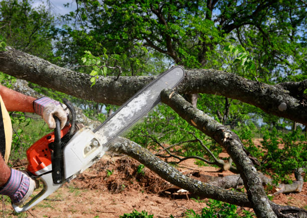 Best Lot and Land Clearing  in Edinburg, VA